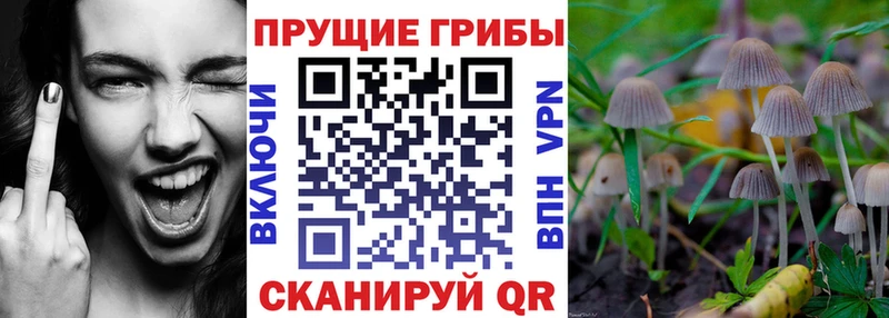 площадка состав  Печоры  Галлюциногенные грибы Cubensis 